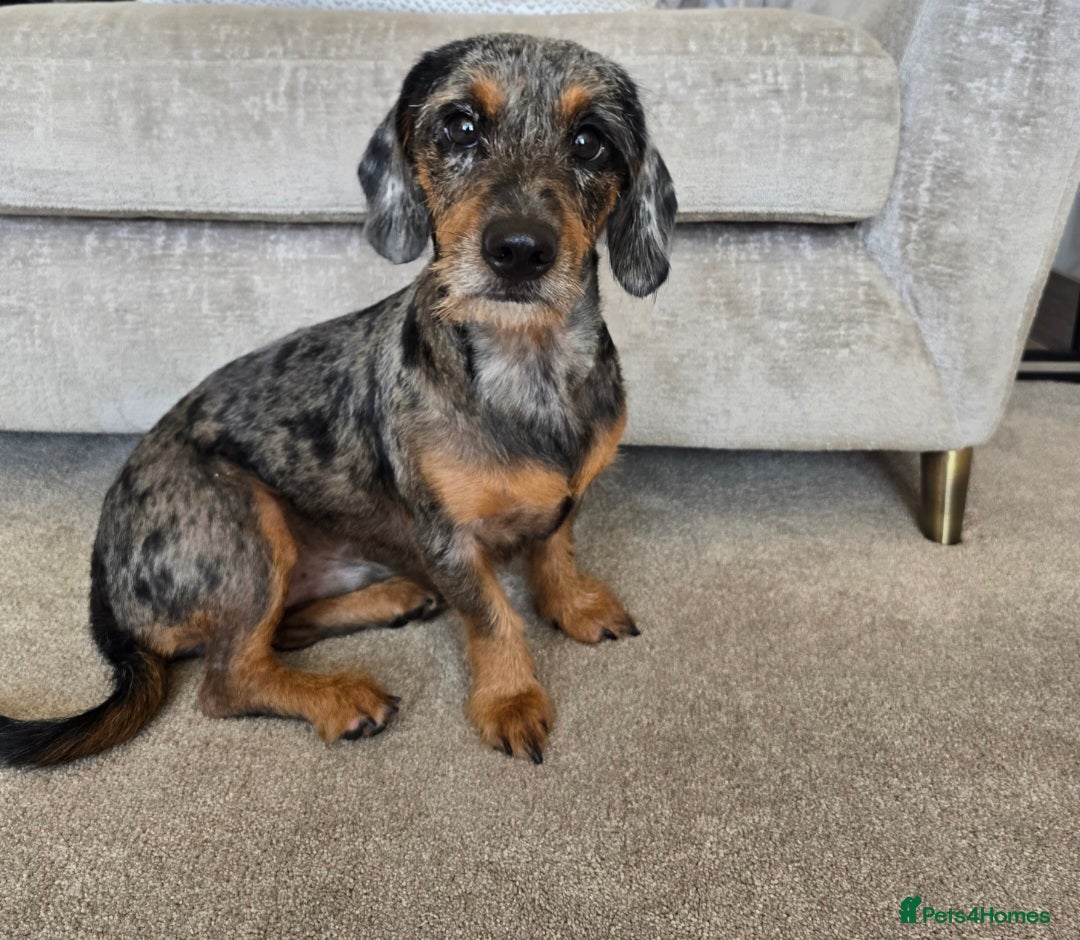 Mixed Breed dogs for sale: 20 month old Daschund cross for forever home - Image 4