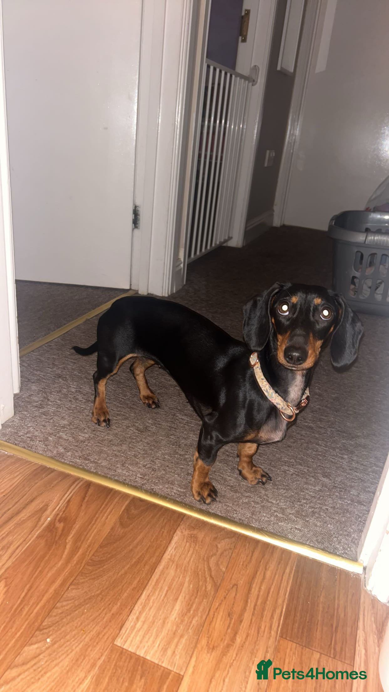 Miniature Dachshund dogs miniature dachshund  - Advert 17