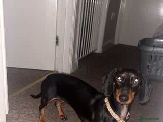 Miniature Dachshund dogs miniature dachshund - Advert 1