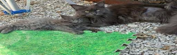 Maine Coon cats for sale: Beautiful Maine Coons from Champion lines  in Saint Agnes - Advert 14
