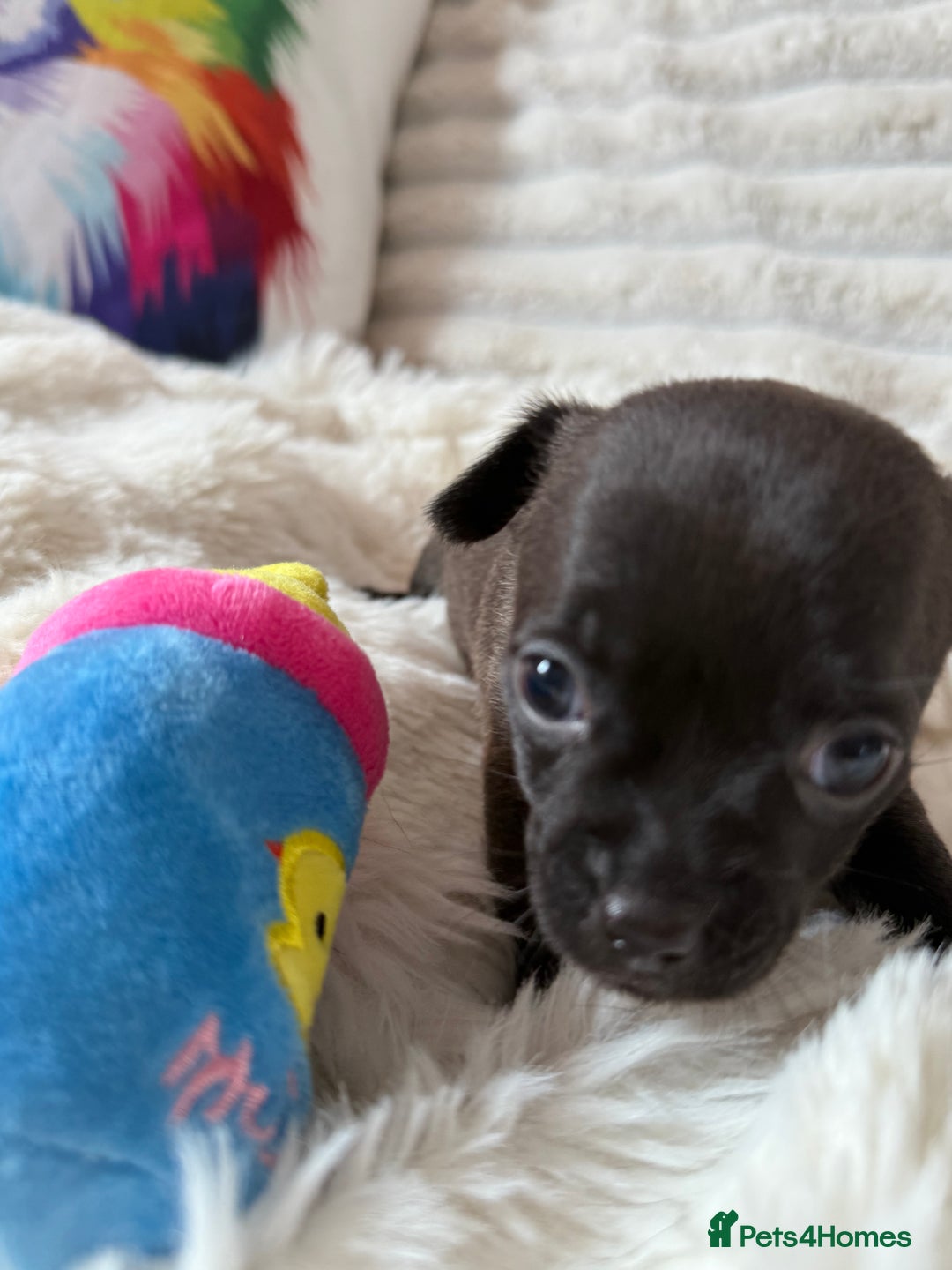 Chihuahua dogs for sale: Absolutely Stunning Little Chihuahua Puppies - Image 5