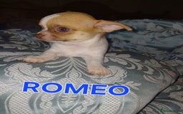 Chihuahua dogs for sale: Chihuahua pups stunning - Image 30