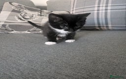 Mixed Breed cats for sale: Kittens for sale - Advert 4