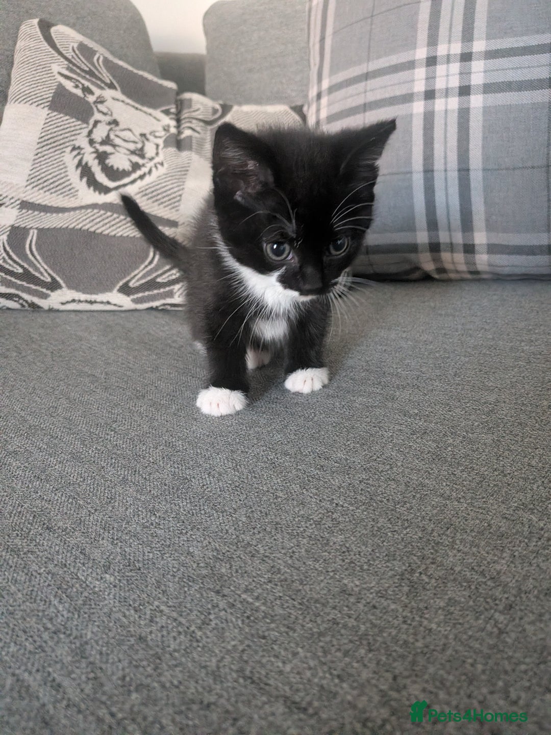 Mixed Breed cats for sale: Kittens for sale - Advert 4