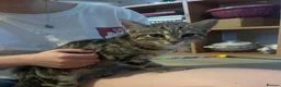 Bengal cats for sale: Beautiful Cuddly 4 Month Bengal Girl  - Advert 6