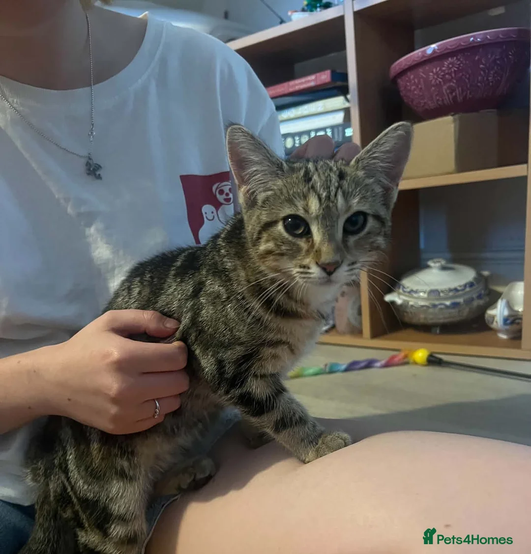 Bengal cats for sale: Beautiful Cuddly 4 Month Bengal Girl  - Advert 6
