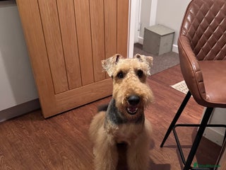 Airedale Terrier dogs in Durham - Advert 2