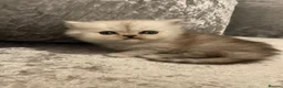 Persian cats for sale: beautiful pure bred Persian kittens - Advert 12