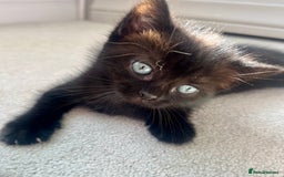 Ragdoll cats for sale: Very friendly Affectionate Ragdoll x kitten - Image 9