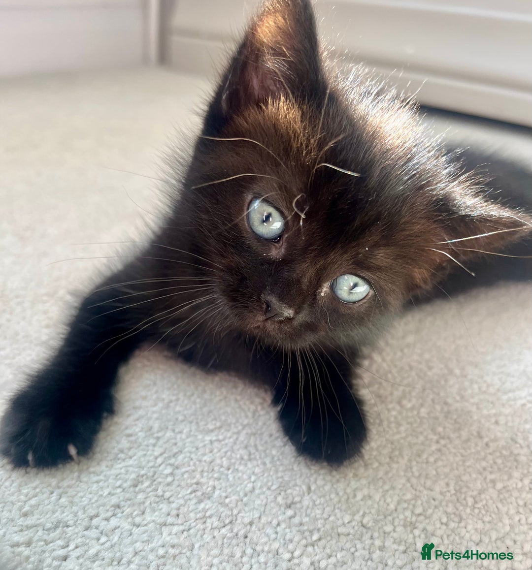 Ragdoll cats for sale: Very friendly Affectionate Ragdoll x kitten - Image 9
