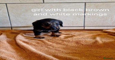 Doxiepoo dogs - Advert 3