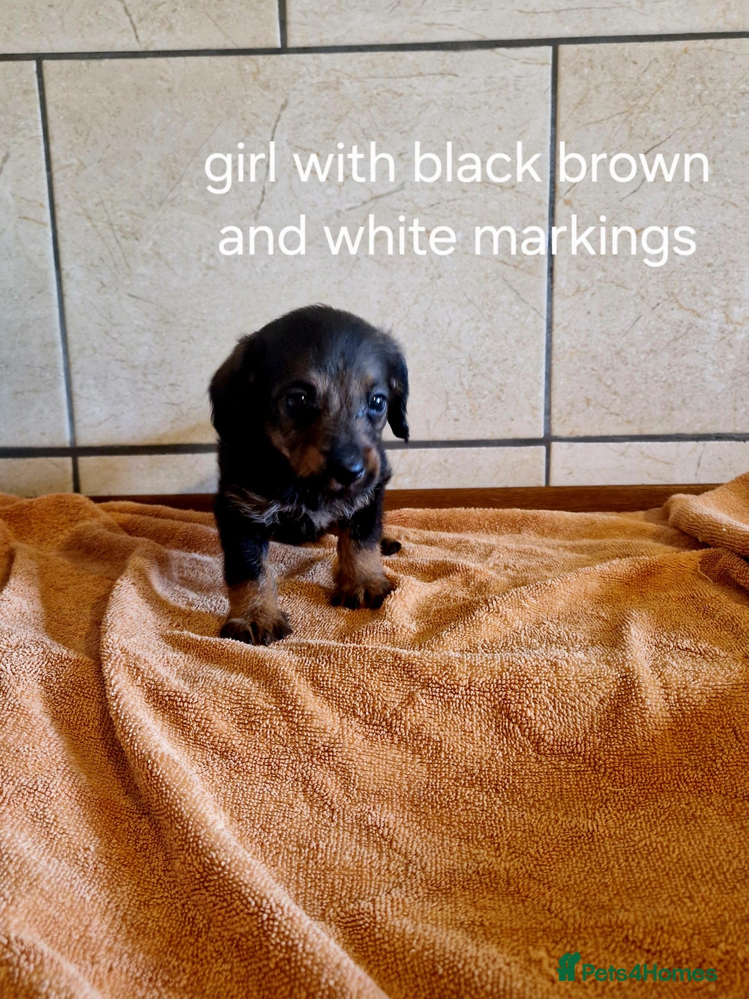 Doxiepoo dogs for sale: 9 beautiful doxiepoo puppies for sale  - Image 2