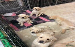 Labrador Retriever dogs for sale: Labrador Retievers  top quality Show type .  - Image 9