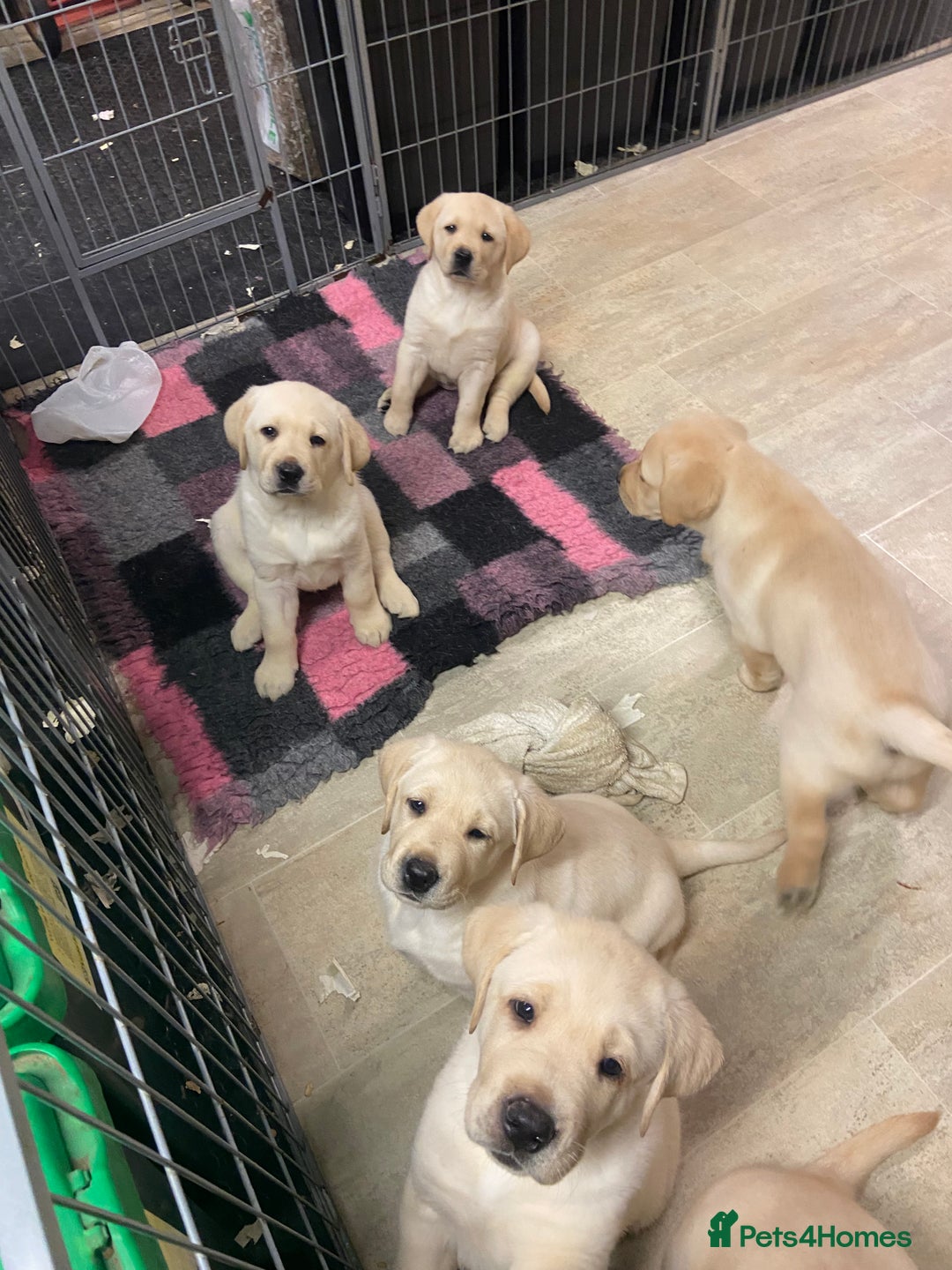 Labrador Retriever dogs for sale: Labrador Retievers  top quality Show type .  - Image 9