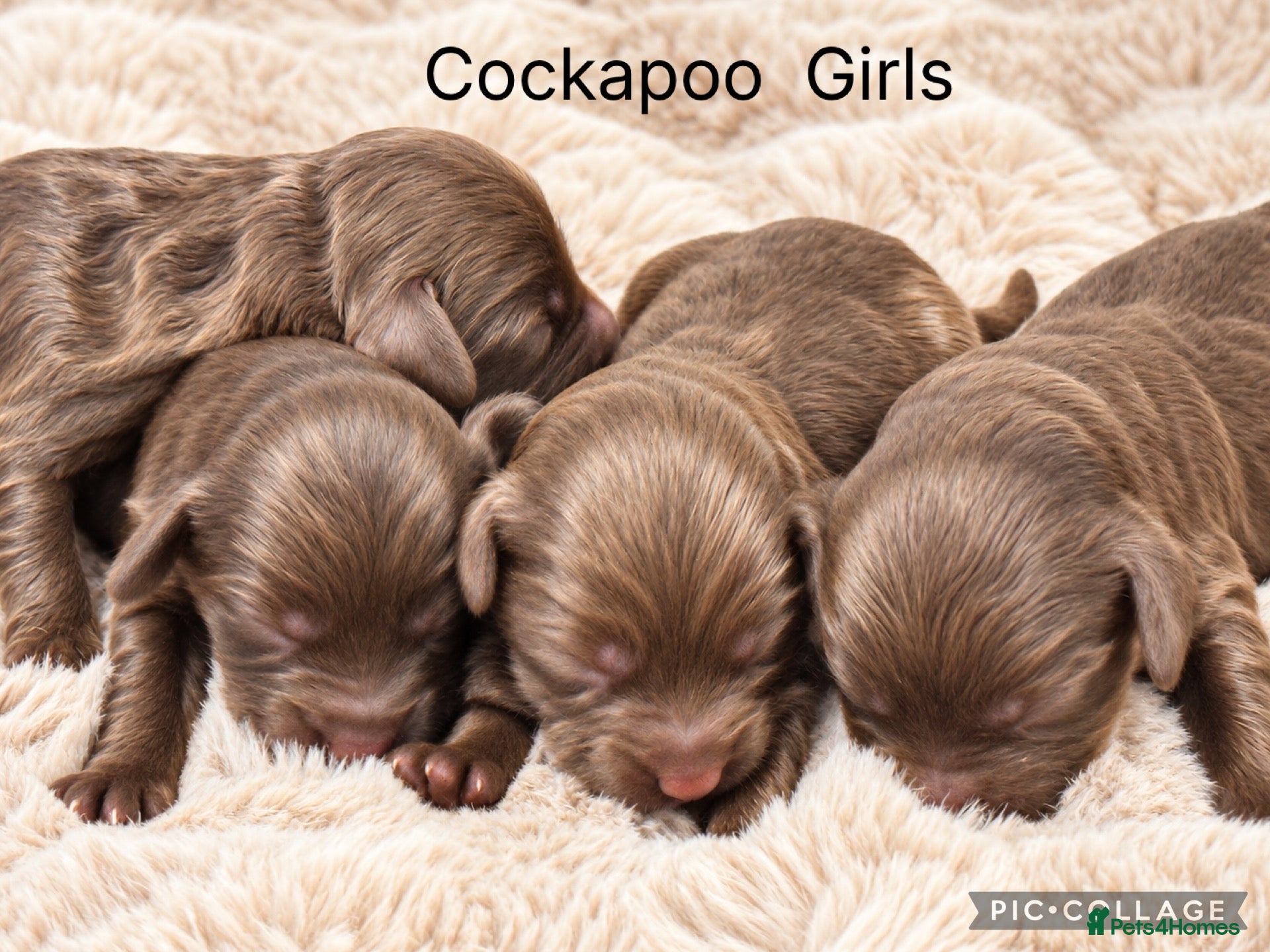 Cockapoo dogs for sale: Stunning F1 Choc Cockapoo’s - Advert 2