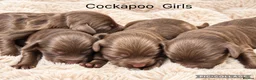 Cockapoo dogs for sale: Stunning F1 Choc Cockapoo’s - Advert 2