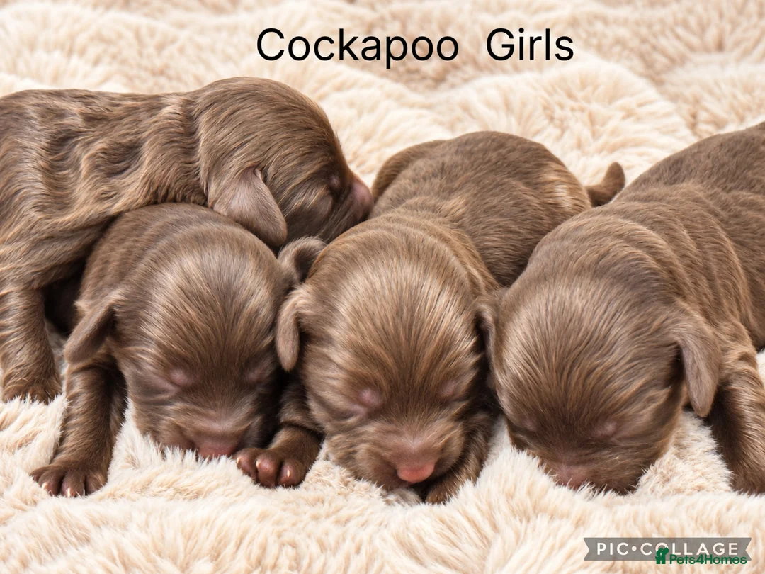 Cockapoo dogs for sale: Stunning F1 Choc Cockapoo’s - Advert 2
