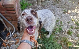 English Setter dogs for adoption: Kira  - Image 12