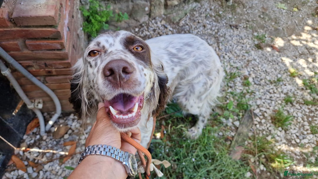 English Setter dogs for adoption: Kira  - Image 12