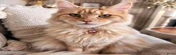 Maine Coon cats for sale: 🌸🐾 STUNNING CREAM TABBY MAINE COON PRINCESS 🐾🌸 - Advert 2