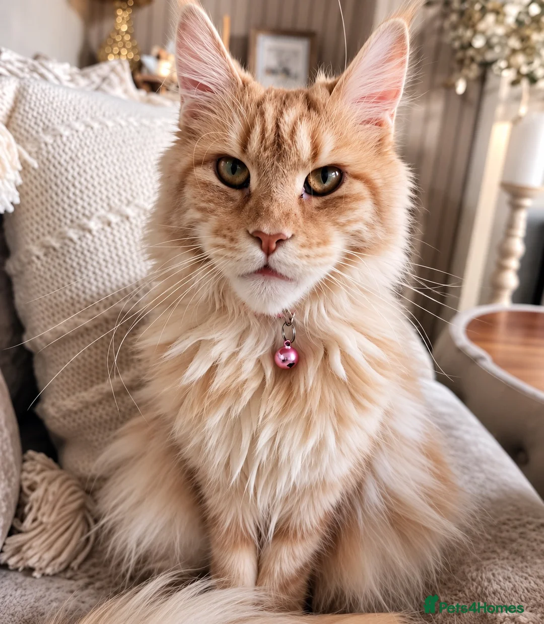 Maine Coon cats for sale: 🌸🐾 STUNNING CREAM TABBY MAINE COON PRINCESS 🐾🌸 - Advert 2