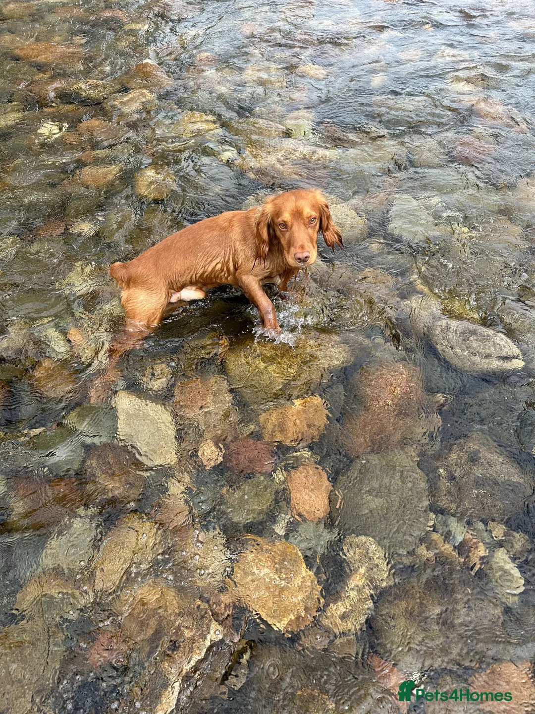 Cocker Spaniel dogs for sale: Rehoming my Wonderful Spaniel - Advert 1