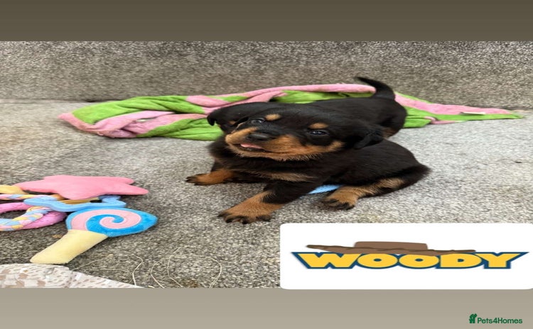 Rottweiler dogs - Advert 12