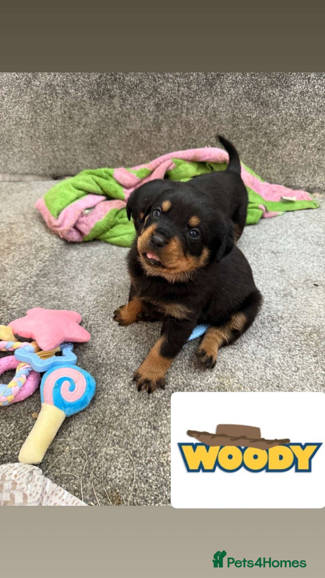 Rottweiler dogs for sale: Stunning chunky Rottweiler puppies - Image 15