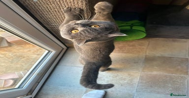 British Shorthair cats - Advert 12