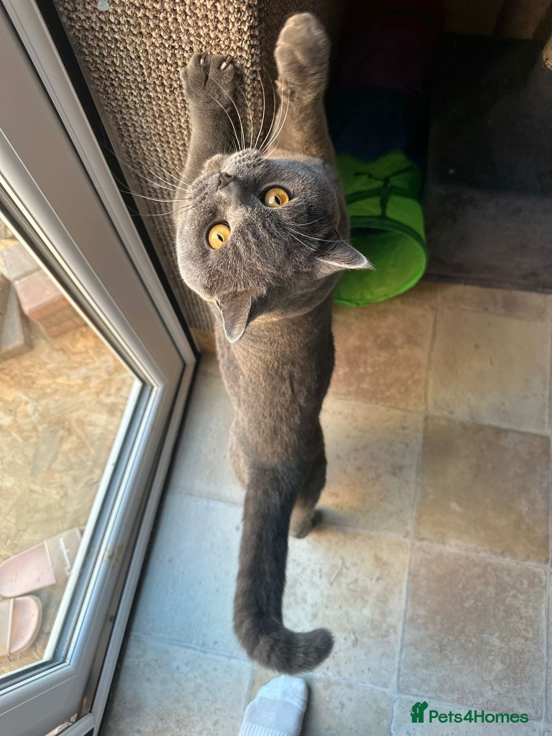 British Shorthair cats for stud: CHUNKY, GORGEOUS BSH STUD  - Image 2