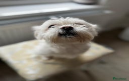 Maltese dogs for sale: Tiny loving Maltese Girl - Image 4