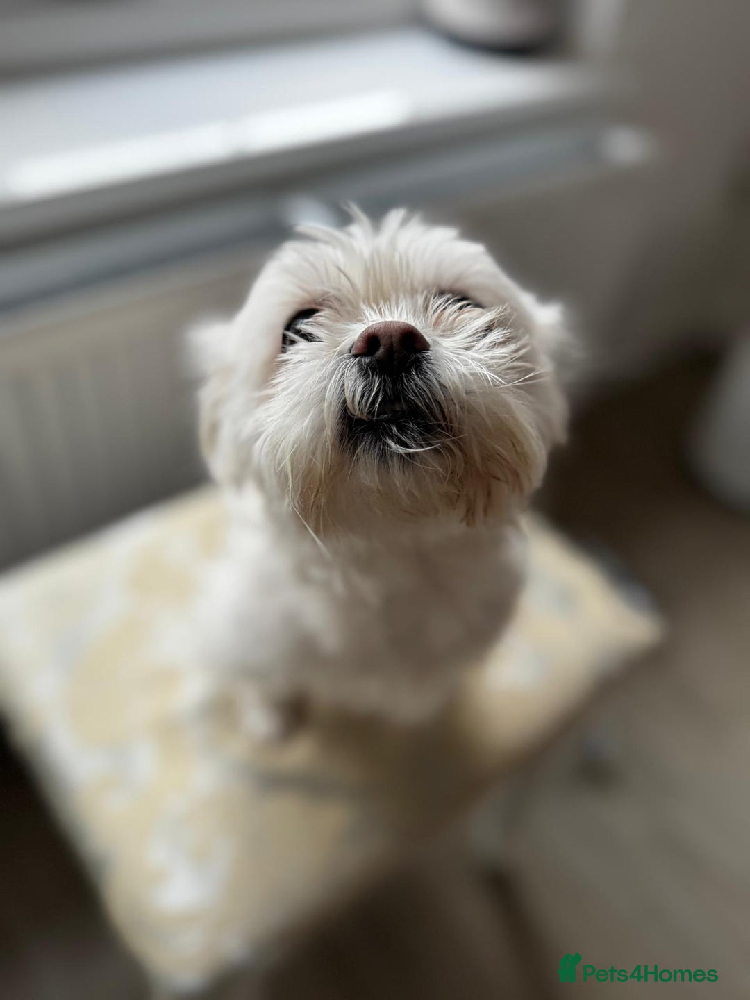 Maltese dogs for sale: Tiny loving Maltese Girl - Image 4