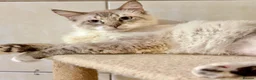 Mixed Breed cats for adoption: Male Indoor Sensitive Rescue Cat for Adoption in Carshalton - Advert 2