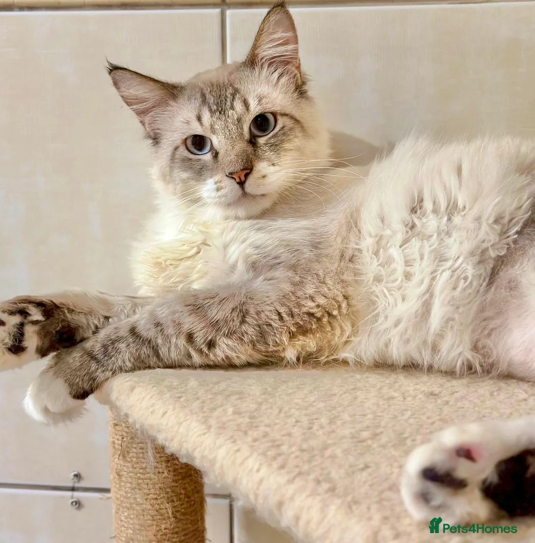 Mixed Breed cats for adoption: Male Indoor Sensitive Rescue Cat for Adoption in Carshalton - Advert 2