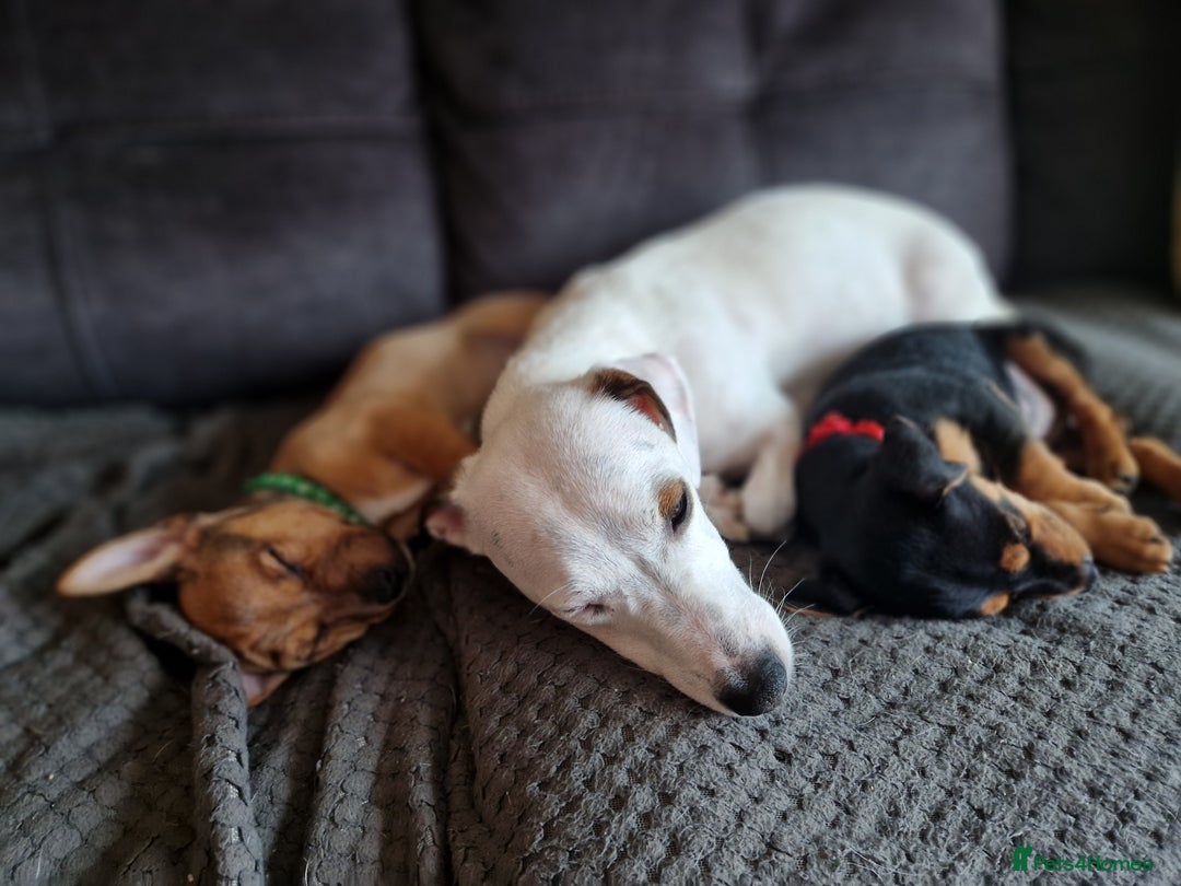 Jack Russell dogs for sale: Jack russell pups - Image 5
