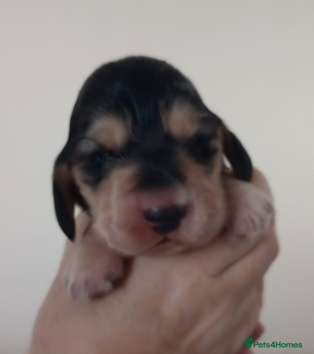 Cocker Spaniel dogs for sale: Beautiful full show cockers  - Advert 13