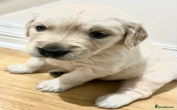 Golden Retriever dogs for sale: Beautiful KC Golden Retriever Babies  - Image 15