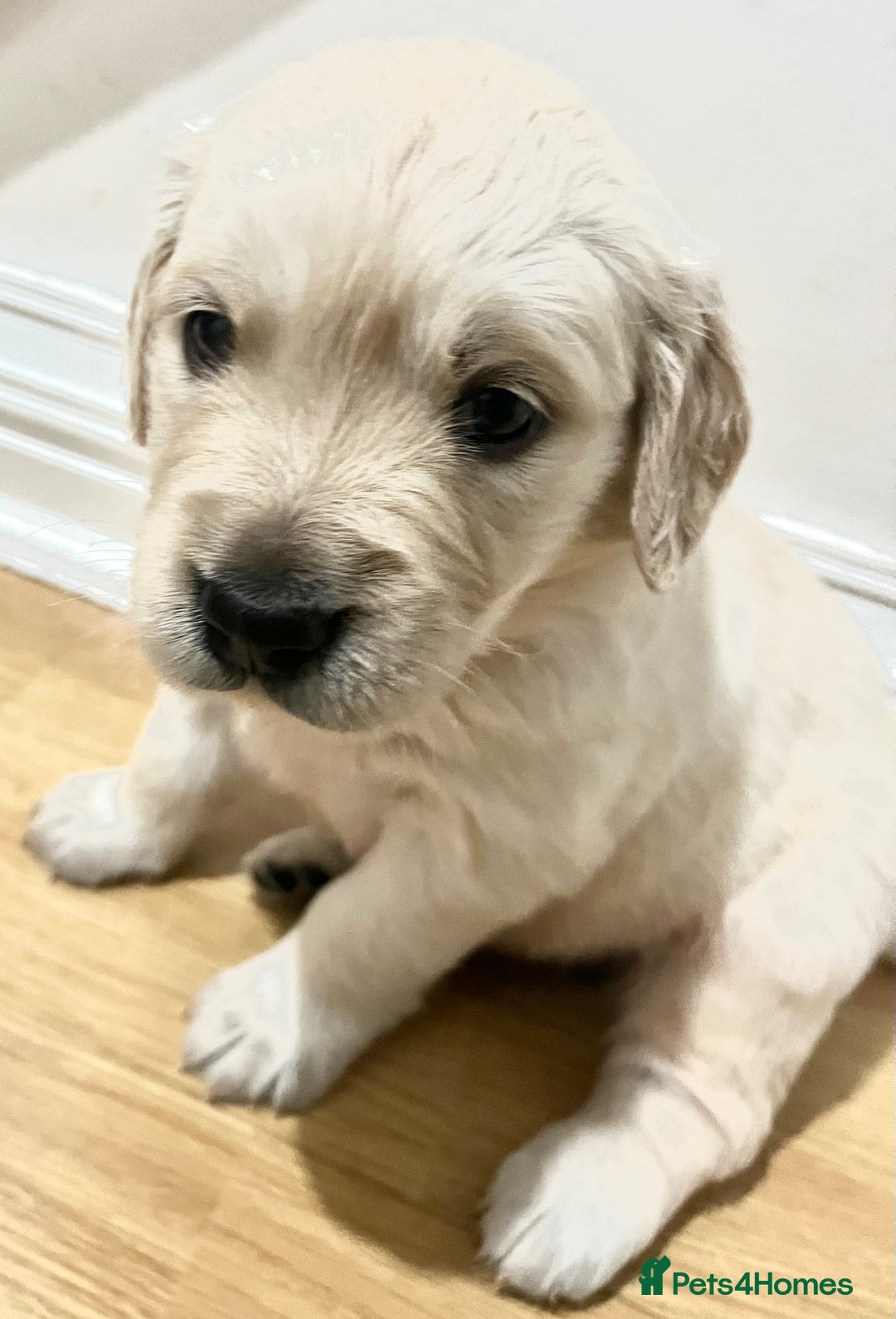 Golden Retriever dogs for sale: Beautiful KC Golden Retriever Babies  - Image 15