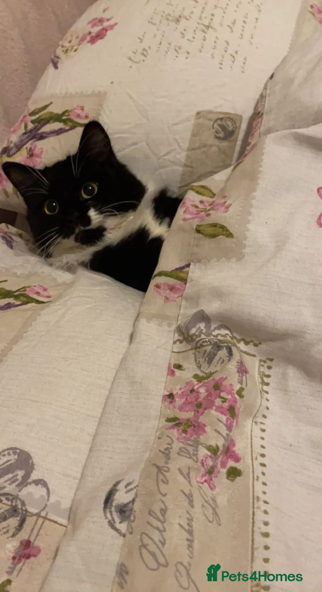 Mixed Breed cats for sale: 4 Ragamuffin mix kittens - Advert 1