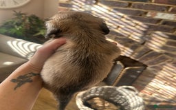 Miniature Dachshund dogs for sale: long haired miniature dachshund puppies - Image 20