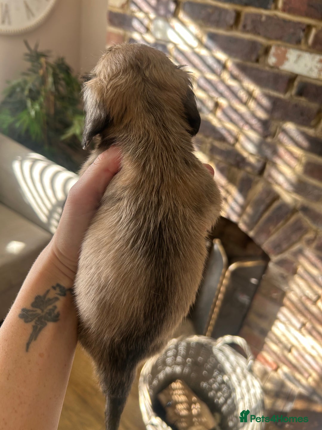 Miniature Dachshund dogs for sale: long haired miniature dachshund puppies - Image 20