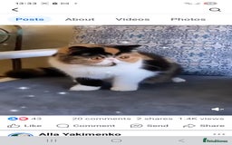 Exotic cats for sale: Exotic short hair  - Image 2