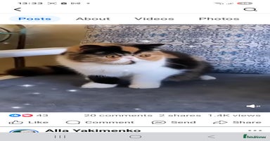 Exotic cats - Advert 8
