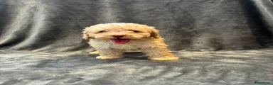 Toy Poodle 2