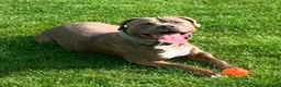 American Bully dogs for sale: 5 year old male American Bully called Rex!  in Waterlooville - Advert 1