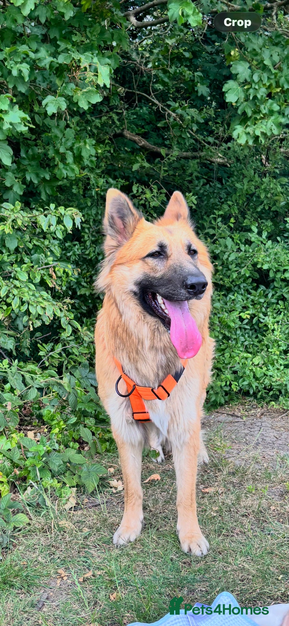Mixed Breed dogs Beautiful golden German shepherd x Belgium Mali  - Advert 1