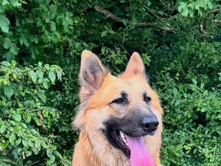 Mixed Breed dogs Beautiful golden German shepherd x Belgium Mali - Advert 1