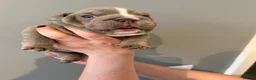 English Bulldog dogs for sale: Kc reg Incredible litter health tested Parents  - Advert 40