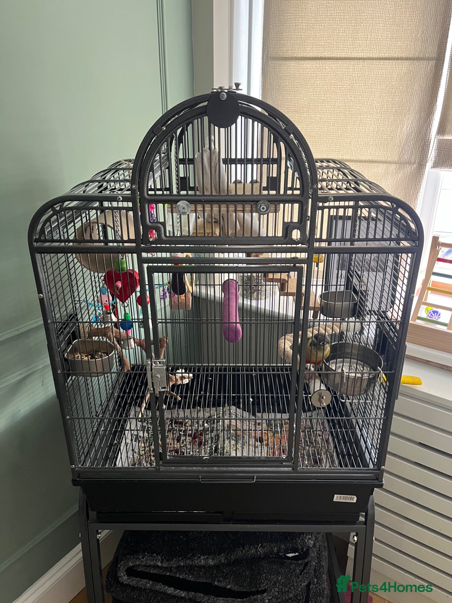 Conures birds Conure parrot - Advert 2
