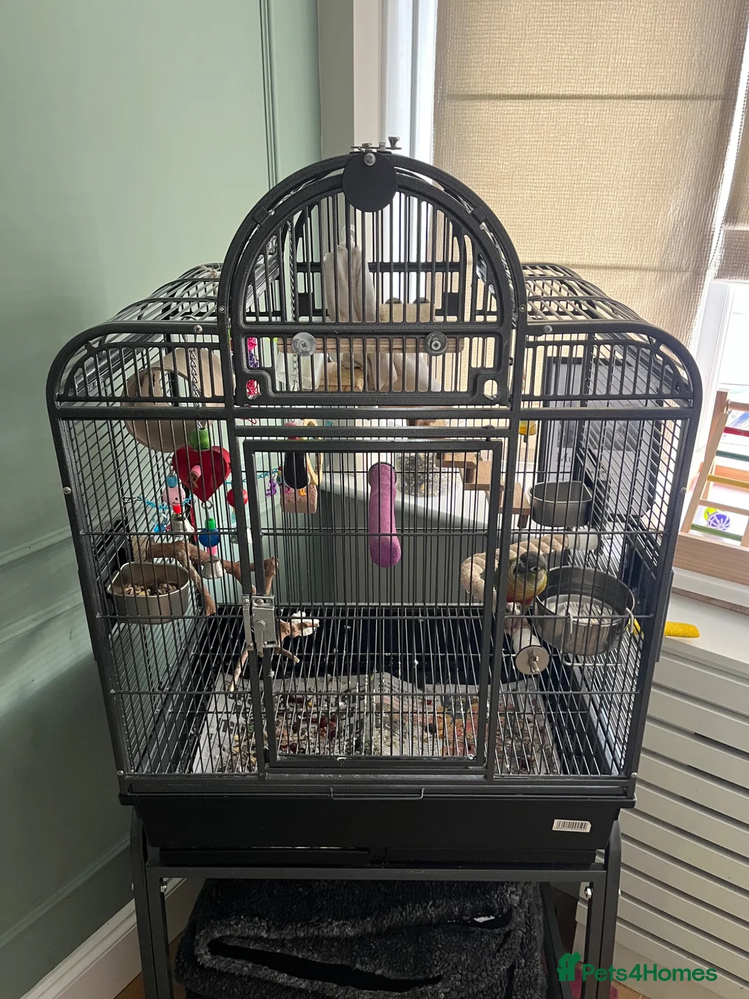 Conures birds for sale: Conure parrot in Stanford-le-Hope - Advert 2